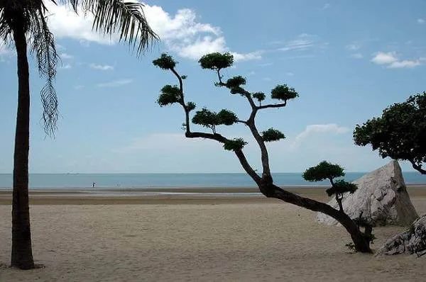 Beach and pine tree in Khao Sam Roi Yot area